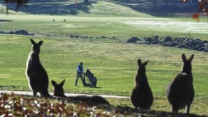 Kengurut katselivat golfinpelaajaa Canberrassa, Australiassa, 17 toukokuuta. Golf-kentän tapahtumia käy seuraamassa päivittäin yli sata kengurua.