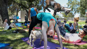 Vuohijoogaa ("goat yoga") harrastetaan kalifornialaispuistossa Glendalessa 20. toukokuuta. Pienissä yhdysvaltalaiskaupungeissa syntynyt trendi ottaa joogatunnille mukaan pienikokoisia maatilan eläimiä on levinnyt eri puolille maata.