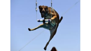 Leo-koira sieppasi lelun ilmasta Dock Diving -tapahtumassa Kaliforniassa 8. kesäkuuta.