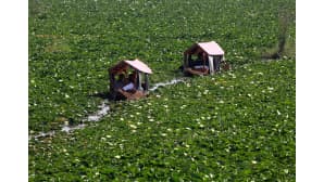 Katoksilla varustettuja veneitä kulkemassa lootuksenkukkien täyttämällä Dal-järvellä Srinagarissa, Intian Kashmirissa.