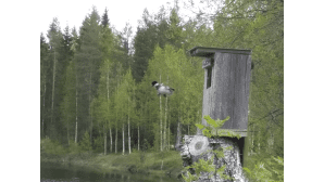 Telkän poikanen lentää ulos pesästä.