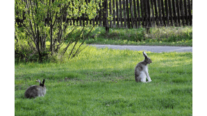 Kaksi jänistä ruohikolla. Toinen haukottelee.