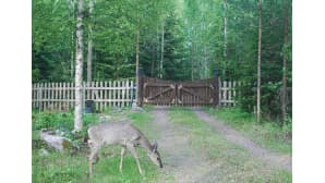 Peura syö ruohoa kesämökin pihalla.