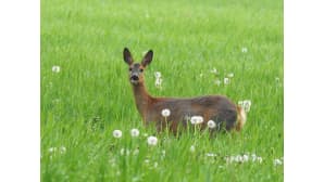 Metsäkauris aamuisella pellolla