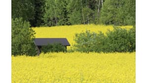 Keltasävyinen peltomaisema