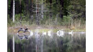 Aamu-tv:n kesäkuva