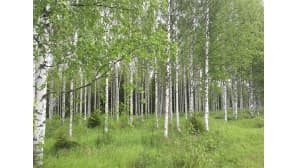 Aamu-tv:n kesäkuva