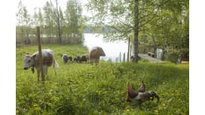 Aamu-uintia seurasivat kyyttöhiehot,
vuohet kileineen ja maatiaiskukko Sulevi kanoineen