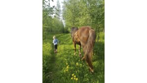 Lapsi taluttaa hevosta kesäisellä polulla.