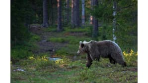 Karhu aamuisessa metsässä.