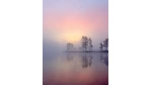 Puita usvaisessa järvimaisemassa.