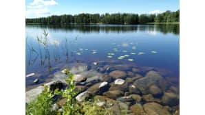 Rantakiviä ja lumpeita.