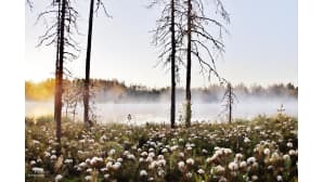Usvainen suomaisema, etualalla suopursuja.