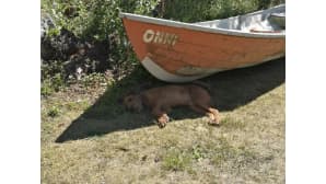 Koira lepäilee veneen varjossa.