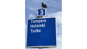Varis istuu kyltin päällä.
