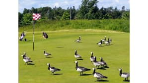 Valkoposkihanhia golf-kentän viheriöllä.