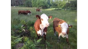 kesäkuvakisa