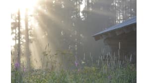 Aamu nousee metsän takaa.