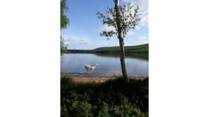 Poro juoksee hiekkarantaa pitkin.