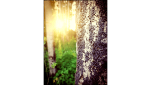 Aurinko luo säteitään koivunrunkoa vasten.