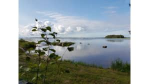Tyyni järvimaisema.