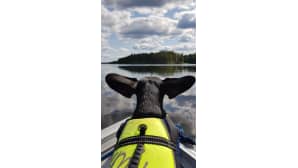 Koira levittää korvansa veneennokassa pelastusliivit päällä katsoen samalla järvelle.