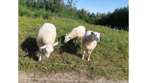 Kolme lammasta pellolla