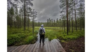 Retkeilijä katselee vihreää ja märkää suomaisemaa.