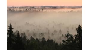 Sumuinen ja hämyisä metsämaisema