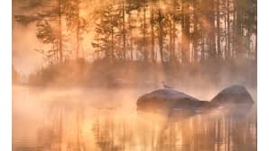 Sumuinen järvimaisema. Oranssinsävyinen aurinko siivillöytyy mäntyjen oksien välistä. Rantakivellä istuu lintu.