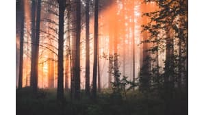 Oranssia valonkajoa mäntypuumetsässä.