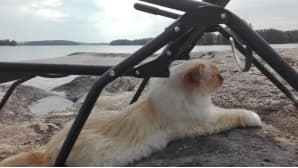 Kissa pötköttää varjossa tuolin alla ulkona kalliolla. Taustalla näkyy järvimaisema.