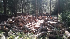 Kasoittain puupölkkyjä metsän siimeksessä.