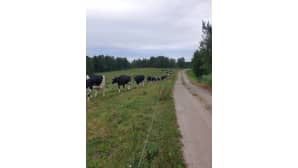 Lehmät kulkevat jonossa pellonviertä.