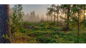 Kuvassa on sumuinen metsämaisema.