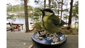 Talitiainen istuu pöydän päällä olevalla lautasella, jossa on pähkinöitä. Taustalla näkyy mökkiranta ja laituri.