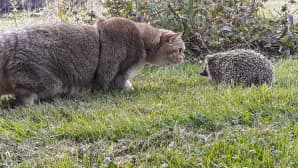 Kissa ja siili katselevat toisiaan nurmella nenät vastakkain.