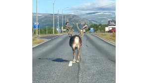 Poro kävelee keskellä asvaltoitua autotietä vailla kiireen häivää. Taustalla näkyy tuntureita.