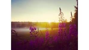 Aurinko nousee kukkivien maitohorsmien takaa.