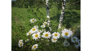 Päivänkakkaroita ja koivuja.