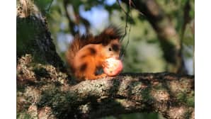 Orava järsii omenaa.