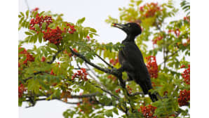 Aamupalalla
