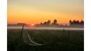 Lukki seittinsä keskellä. Aurinko nousemassa metsänrajan yläpuolelle. Sumuinen pelto.