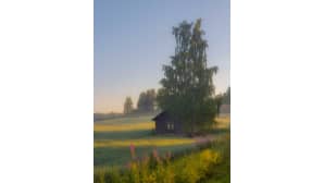 Aikainen aamu Taipalsaarella. Vanha talo pellon keskellä, jonka vieressä kasvaa korkea koivu.