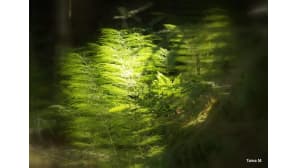 Kortteita tummassa metsässä aamuauringon valoläikässä.