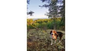 Muru-koira aamulenkillä Puumalan järvi- ja mäkimaisemissa aamunkoitossa.