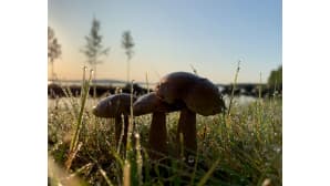 Kostea aamu vuokatissa