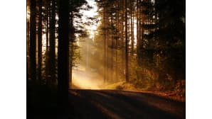 Aurinko luo säteitään mäntymetsän läpi tielle.