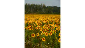 Auringonkukkia pellolla.