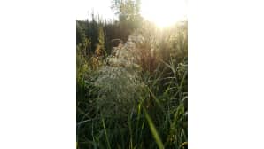 Sieltä se aurinko nousee